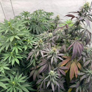 This is my 3x3 tent. The big one on the right was sprayed with STS spray. Not all the buds grew nanners but I think enough did. It is Nightmare Runtz. The other 3 plants are 2 Nightmare Runtz and one Acapulco Gold. I think I got the timing right. I am excited to let them get pollinated. Looks like pollen will be flying around soon. Happy growing. 

#michigangrower #reversalproject #fun #growyourown