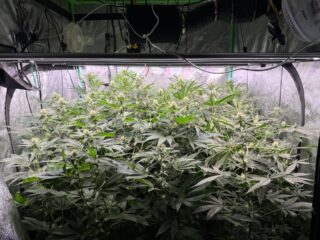 This is my second 4x4 tent. It is day 30 of flower. Really looking good. The two on the left are Berried in Detroit by @detroitseedcompany and the two on the right are Super Bud by edrosanthal420. Both are doing great. It is like a jungle in there. They are in @autopot_usa XL 4 pot system. I have top dressed them twice and just water only other than that. They have been on cruise control since turning on the res. 

#michigangrower #homegrown #growyourown #cruisecontrol