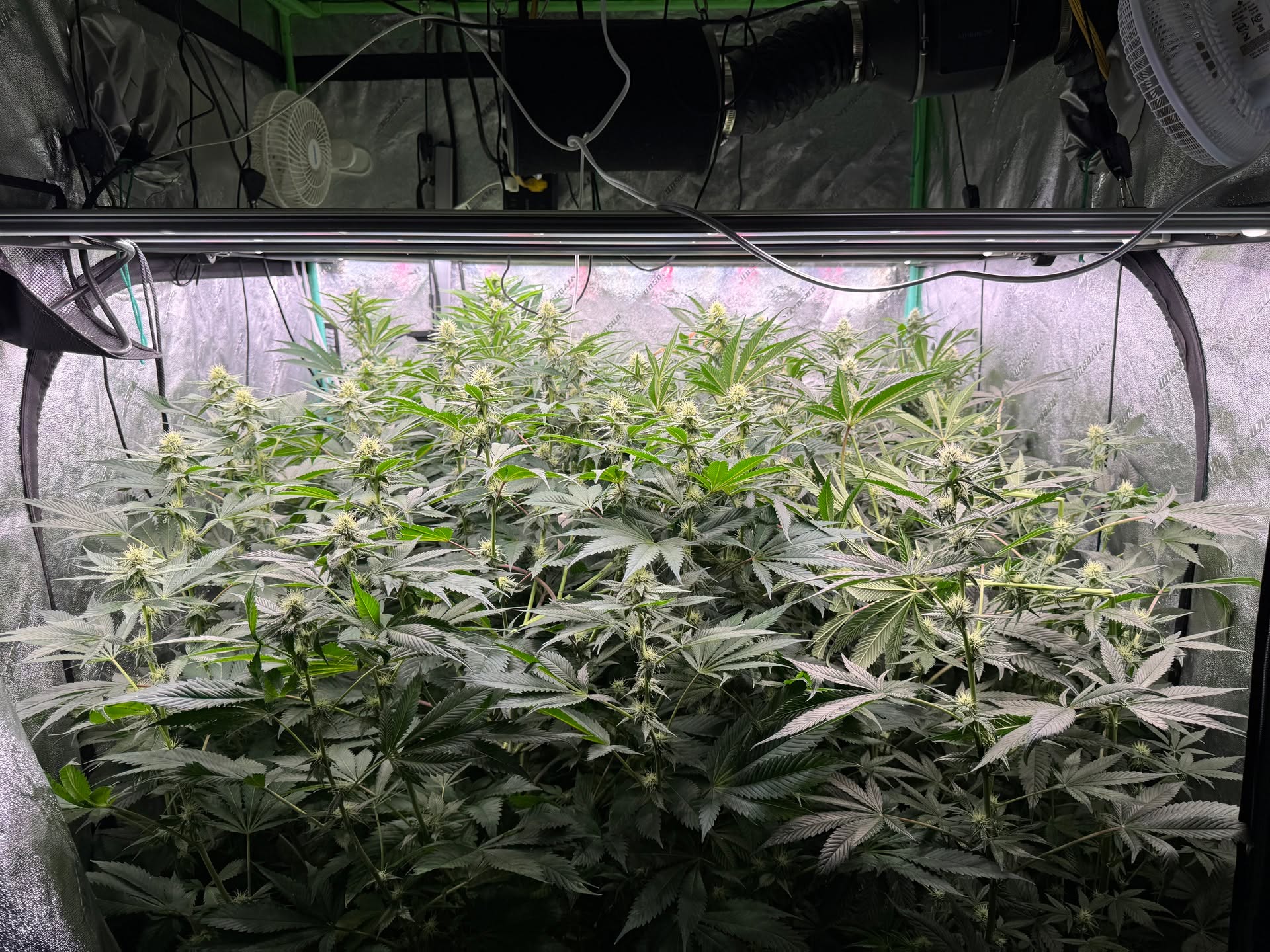 This is my second 4x4 tent. It is day 30 of flower. Really looking good. The two on the left are Berried in Detroit by @detroitseedcompany and the two on the right are Super Bud by edrosanthal420. Both are doing great. It is like a jungle in there. They are in @autopot_usa XL 4 pot system. I have top dressed them twice and just water only other than that. They have been on cruise control since turning on the res. 

#michigangrower #homegrown #growyourown #cruisecontrol