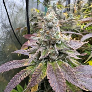 The second 4x4 is getting close. These are Berried in Detroit and Super Bud I got the seeds from @phenohutseedbank . Got to hang out with him yesterday for a bit at @growers_outlet_mi. And picked up some beans for the next run. Good catching up. I am very happy with both of these strains as far as growing them. Been a pretty easy run. Grown in the @autopot_usa 4 pot XL system. They are thick and frosty. Can't wait till they are ready to sample. Happy growing. 

#michigangrower #growyourown #homegrown #organiclivingsoil