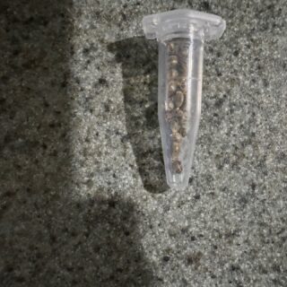 I cut one of the low buds off one of the receiver plants in my reversal project. The plants don't look very great but I think they need another week or so to get the seeds a little more mature. But I have only seeded out a couple plants in the past. So I don't really know what I am doing. But I am excited to see how these grow. It was a family favorite when I grew it a year or so ago. I have enjoyed the process and I am sure I will do it again soon with some other strains. 

#michigangrower #growyourown #homegrown #reversal